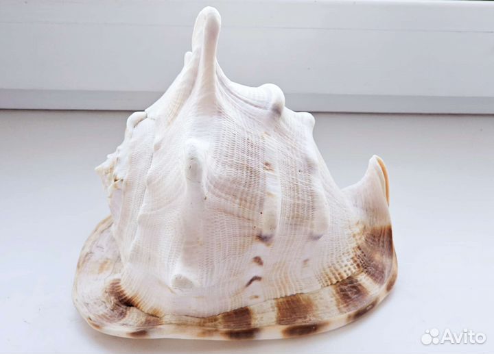 Большая раковина Кассис корнута