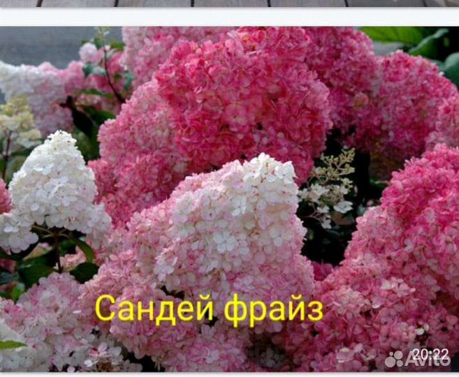 Гортензия