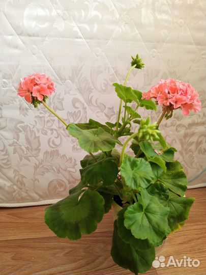 Герань пеларгония