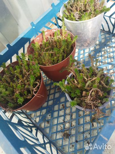 Суккуленты