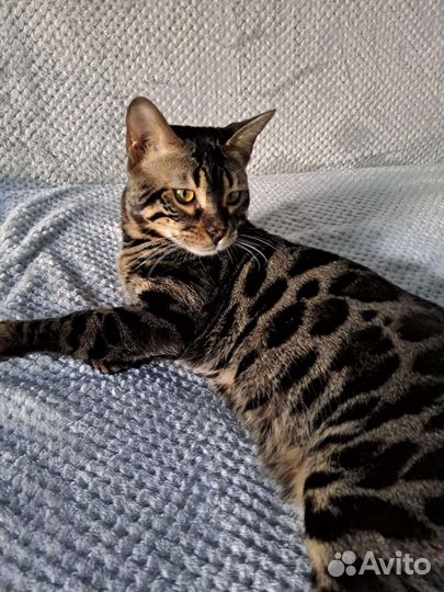 Бенгальский кот