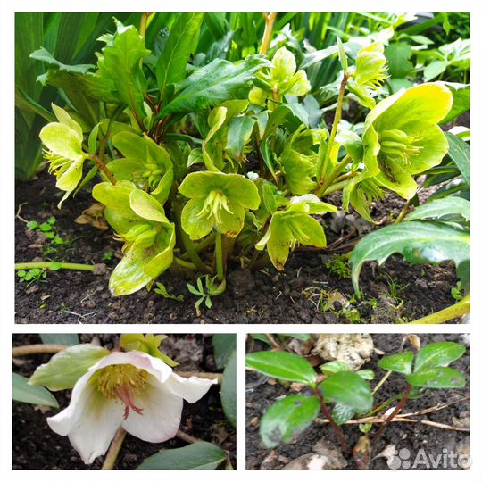 Садовые многолетние растения