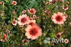 Лапчатка травянистая- неприхотливый многолетник