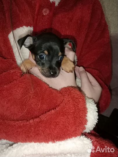 Той-терьер щенки