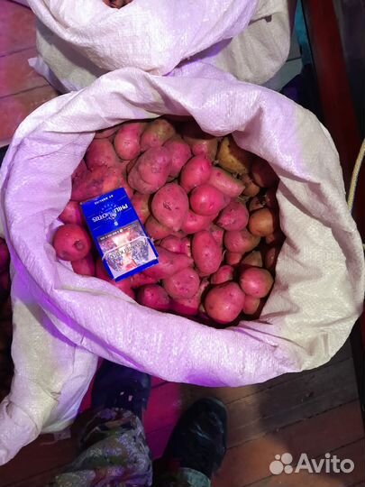 Картофель мелкий на корм животным