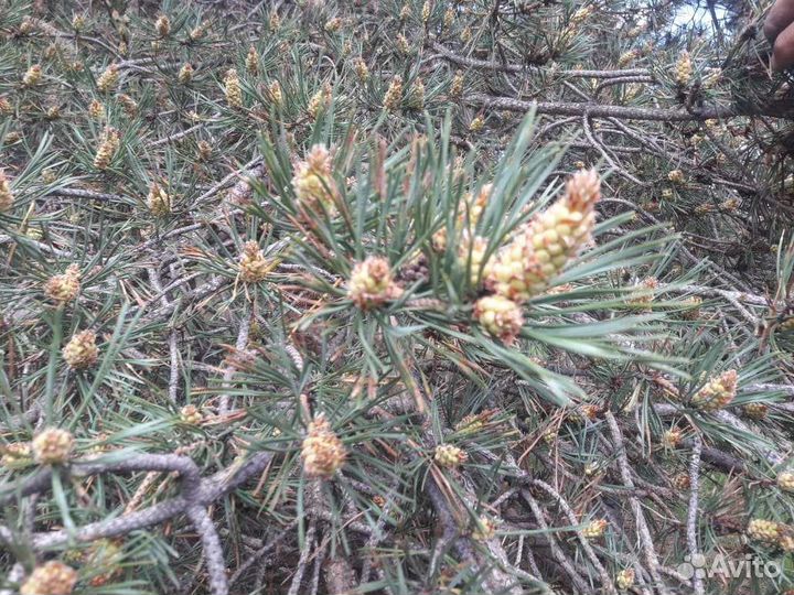 Пыльца альпийской сосны