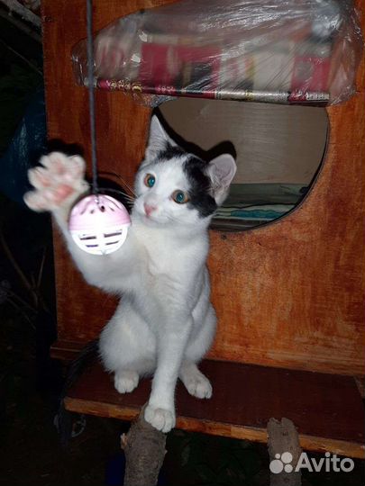 Котик подросток мальчик в добрые руки