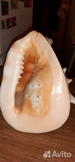 Морская раковина с Греции огромная