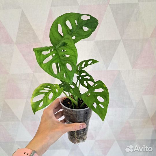 Филодендроны, Монстеры, Пеперомии, Аптения