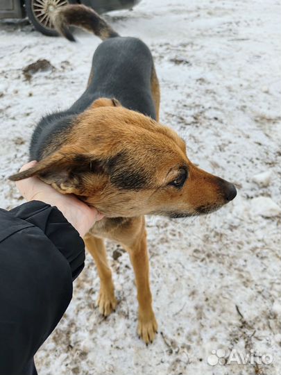 Собака в добрые руки