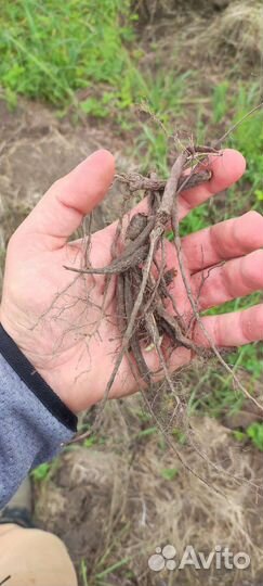 Лапчатка дикорос