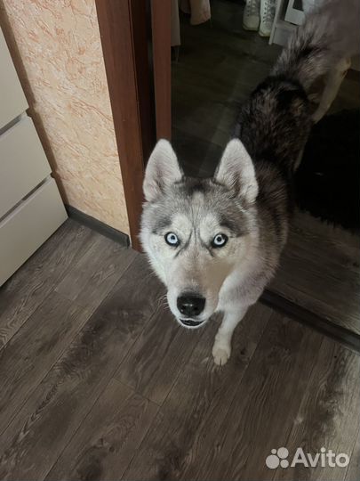 Найдена хаски