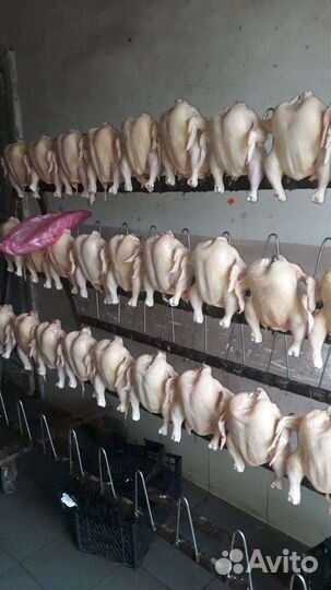 Тушка бройлера