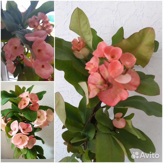 Эуфорбия миля молочай