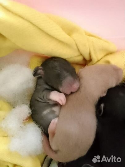 Крыса дамбо сиамская и рэкс