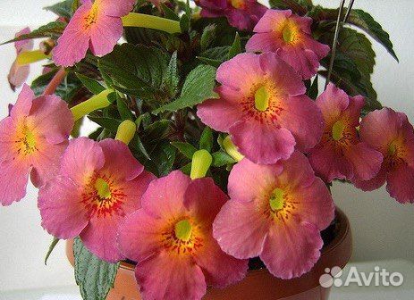 Колерии ахименеса глоксинья тидея