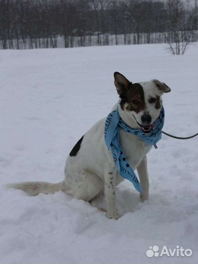 Собака в добрые руки