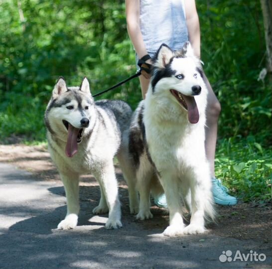 Передержка домашних животных