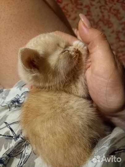 Кошка в дар бесплатно