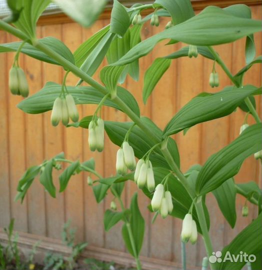 Цветы для сада