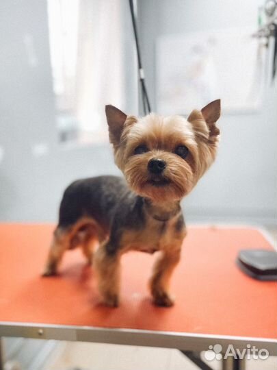 Стрижка собак