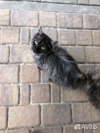 Котята бесплатно