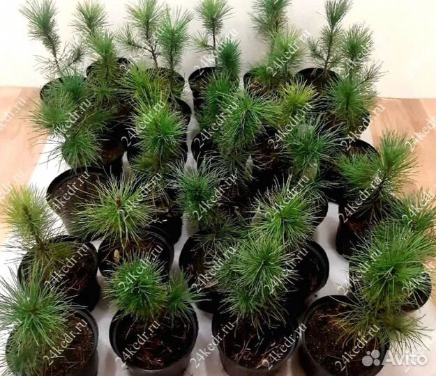 Саженцы сибирского кедра