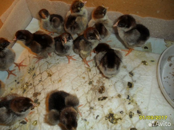 Молодые петушки