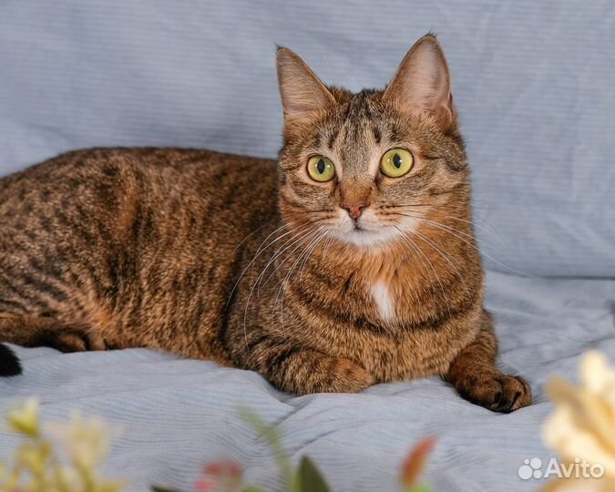 Кошечка - тигруля