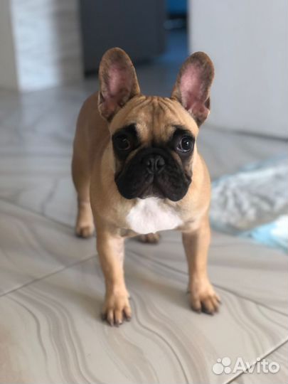 Французский бульдог щенки