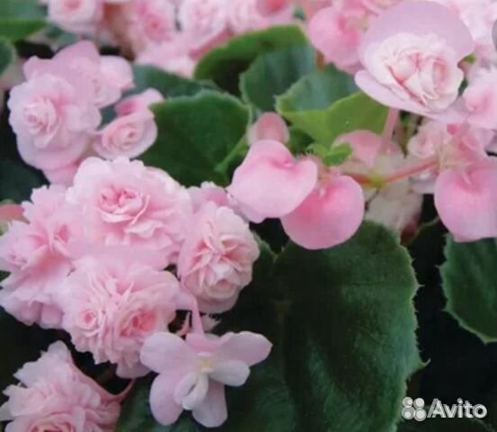 Бегония вечноцветущая махровая розовая