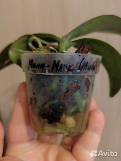 Орхидея мини марк