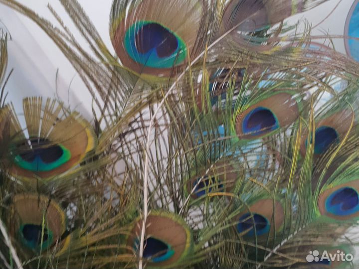Перо павлина