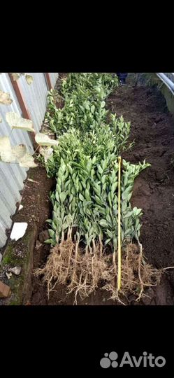 Посади цитрус сам