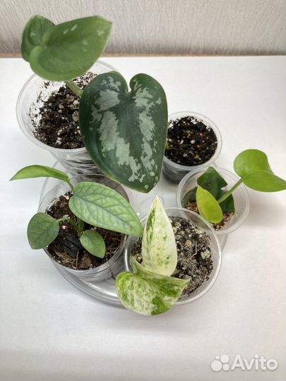 Сциндапсус разные