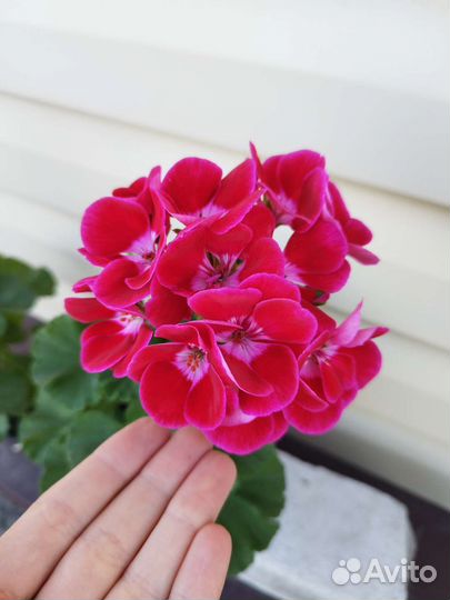 Герань пеларгония