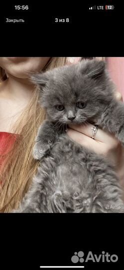 Британская кошка