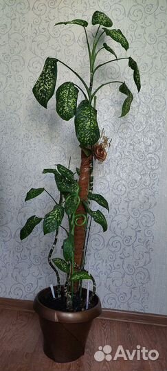 Диффенбахия