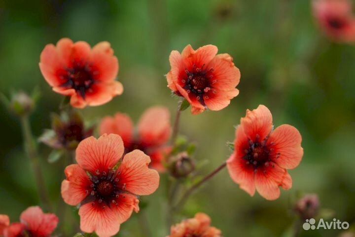 Лапчатка Непальская