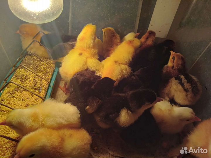 Утята и цыплята