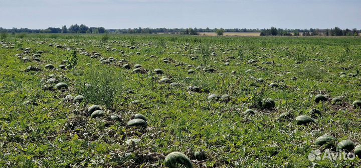 Семена арбуза Конго