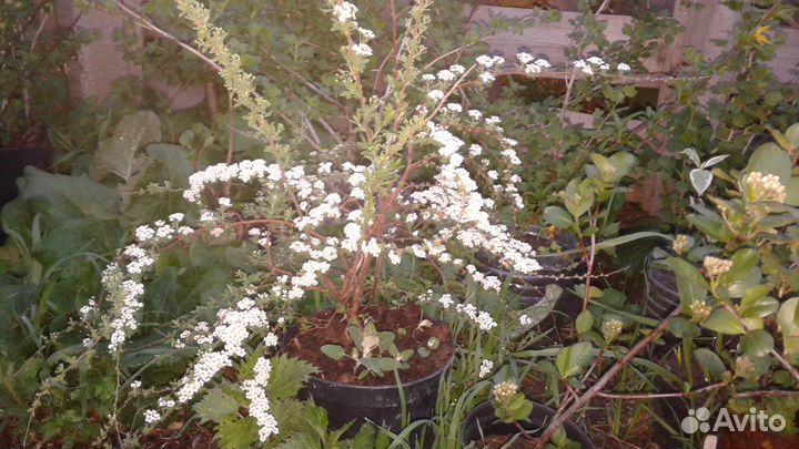 Спирея серая