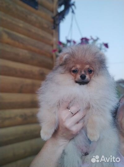 Померанский шпиц мини