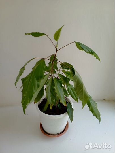 Гибискус китайская роза