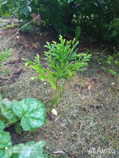 Туя брабант, туевик, Хосери - шарик, голд стар