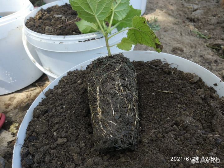 Саженцы павловния