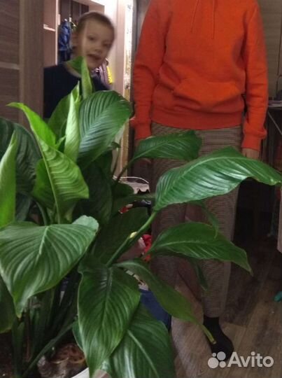 Спатифиллум крупный