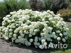 Гортензия Анабель