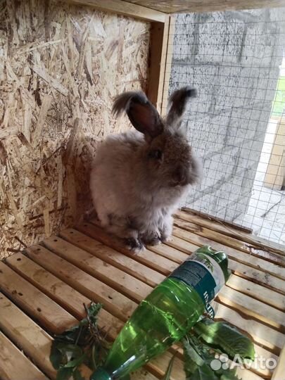 Кролик ангорский
