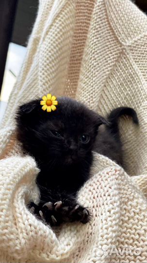 Котята в добрые руки приучены к лотку